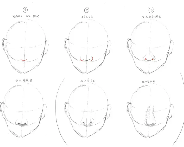 Étapes pour un nez dessin : bout, ailes, narines, ombre et arête.